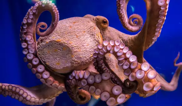 Октопод открадна камера и засне уникални кадри под вода
