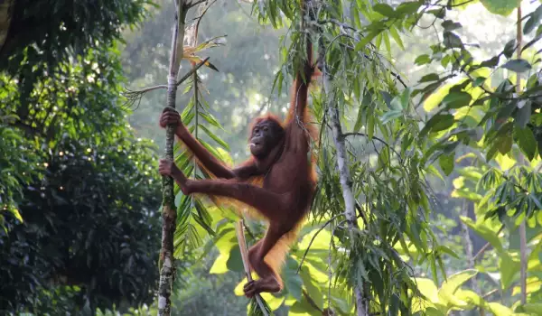 Орангутани Борнео
