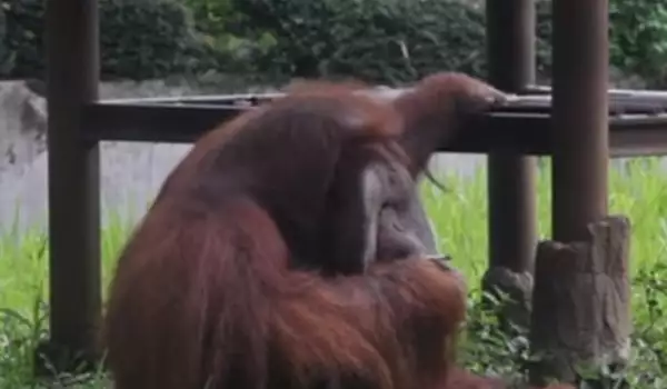 Този орангутан-пушач потресе света