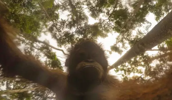 Орангутан открадна камера, за да си направи стотина селфита