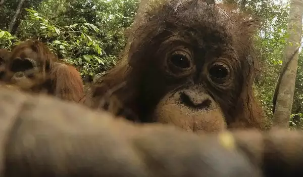 Орангутан открадна камера, за да си направи стотина селфита