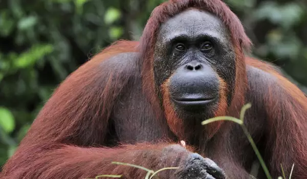 Най-възрастният суматрански орангутан в света отбеляза юбилея си