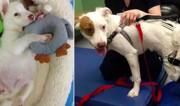 Бездомно кученце с отрязани крачета, получи протези и дом