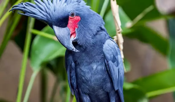Опасно ли е течението за папагалите?