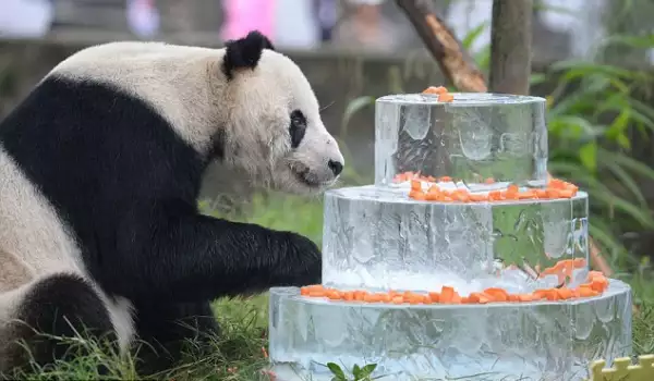 Отиде си Пан Пан – най-старата гигантска панда