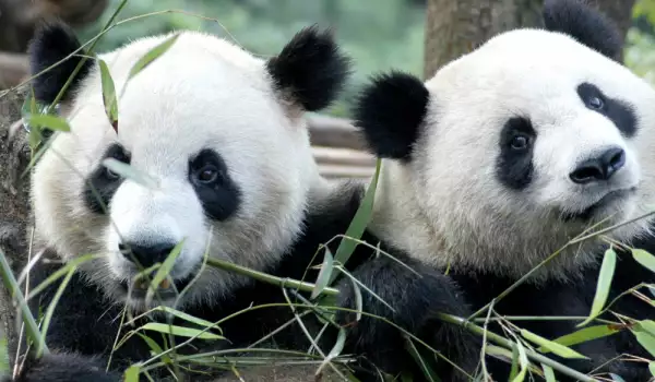 Панди близначки не се адаптират в родния Китай