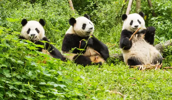 Гигантска панда счупи ръцете на гледача си