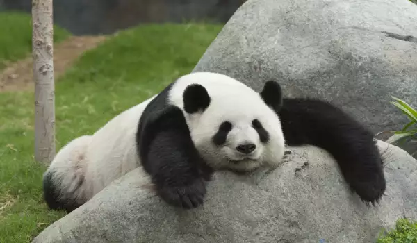 Гигантска панда