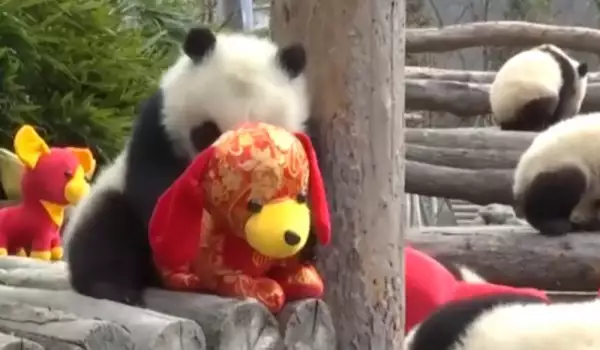Панди в китайски зоопарк получиха подаръци за Нова година