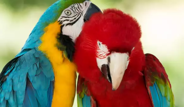 продължителност на живота на папагалите