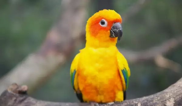 Съвети при покупка на папагал