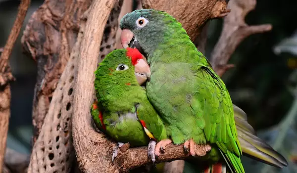 С какво да храним папагалчета неразделки?