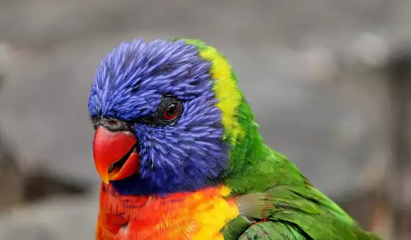 Болест на клюна и перата при папагалите