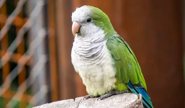 Защо папагалът си скубе перата?