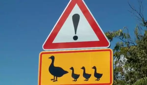 Пътен знак Птици