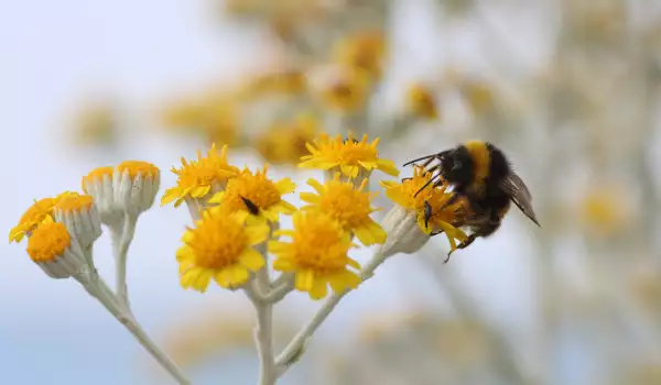Пчела на цвете