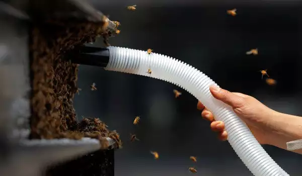 Десетки хиляди пчели нападнаха Таймс скуеър