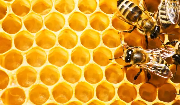 Колко живеят пчелите?