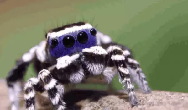 Маскирания паяк