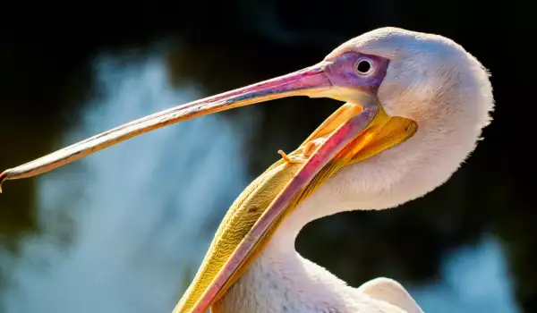 Пеликани