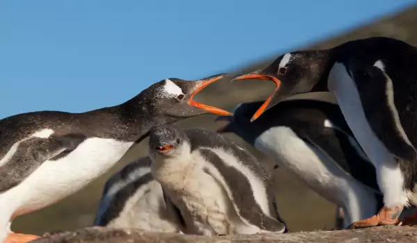 Пингвин, потънал в любовна мъка, намери утеха в аниме фигурка