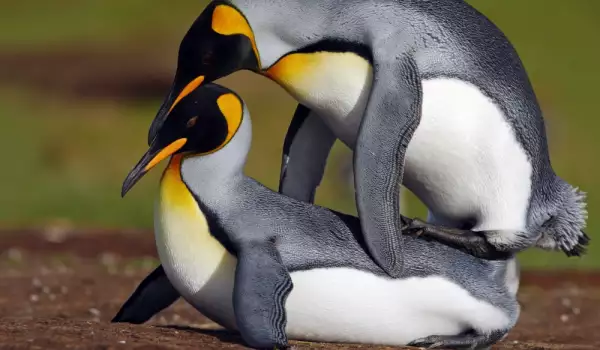 Секс между пингвини
