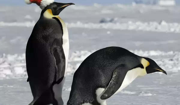 Пингвини
