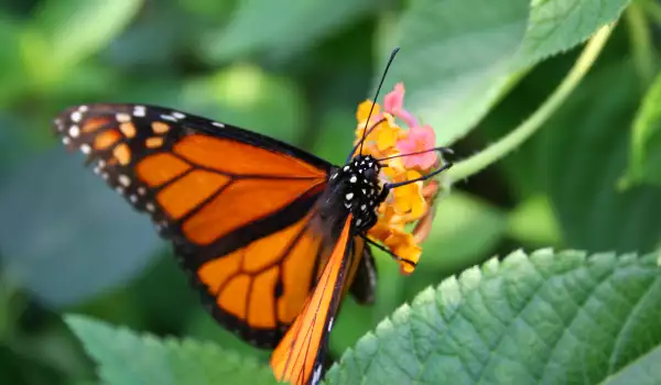 Пеперуди - всичко, което трябва да знаем