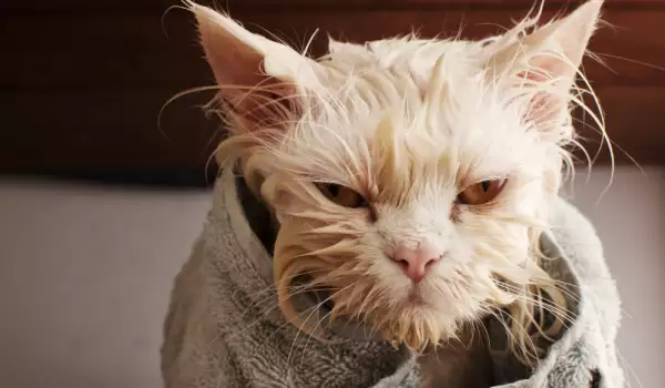 Къпане на персийска котка
