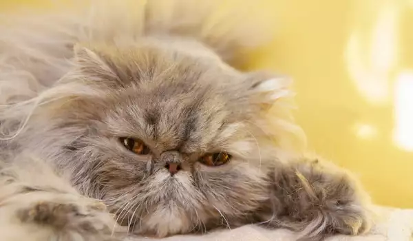 Почистване на очите на персийска котка
