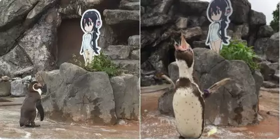 Пингвин, потънал в любовна мъка, намери утеха в аниме фигурка