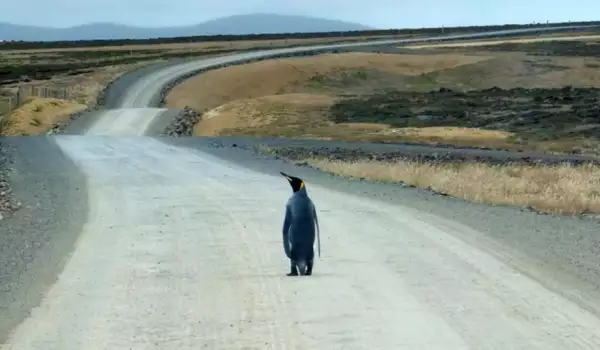 Пингвин автостоп