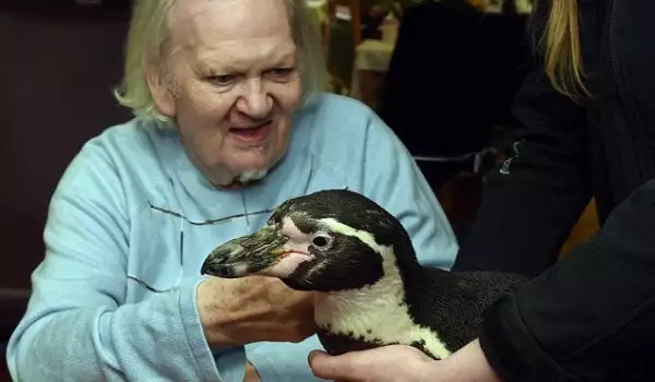 Пингвини-терапевти гостуваха в старчески дом! Вижте как ги посрещнаха