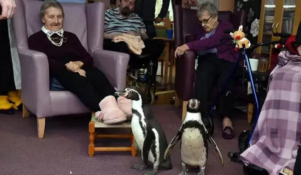 Пингвини-терапевти гостуваха в старчески дом! Вижте как ги посрещнаха