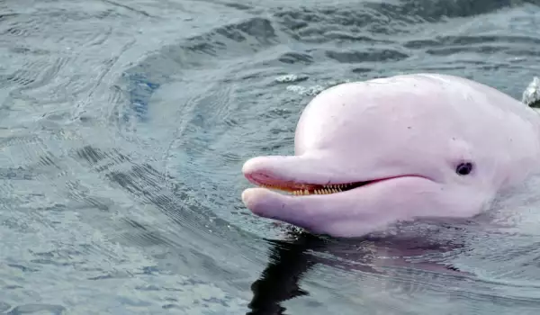 Розовите делфини се бият до смърт за любов