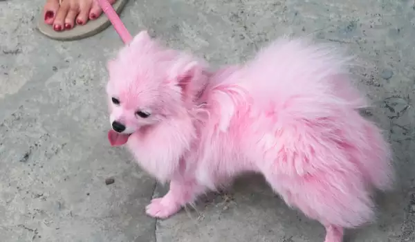 Розово куче