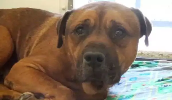 Домашно куче се разплака, след като бе изоставено в приют (СНИМКИ)