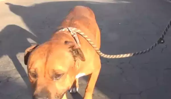 Домашно куче се разплака, след като бе изоставено в приют (СНИМКИ)