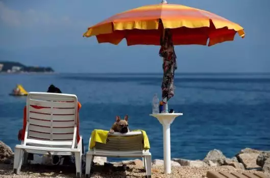 Плажен бар в Хърватия е рай за кучетата