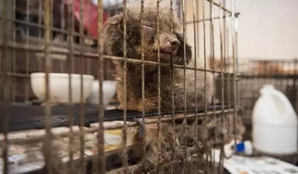 Над 300 животни живеят в ужасни условия в незаконен развъдник