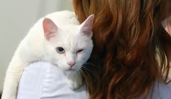 Вижте най-популярните котки в Русия (СНИМКИ)