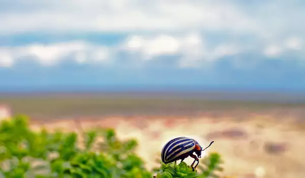 Колорадски бръмбар