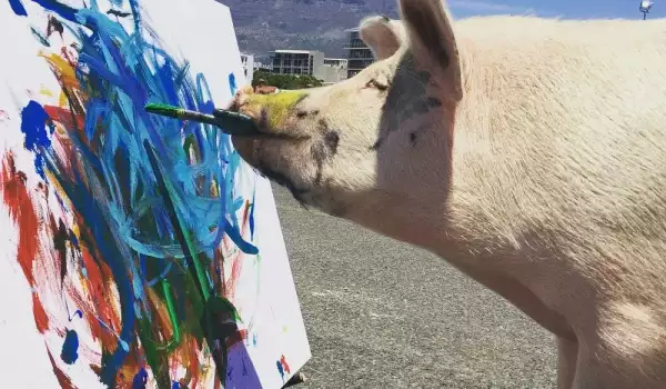 Това прасе рисува картини като Пикасо