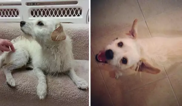 Преди и след осиновяването