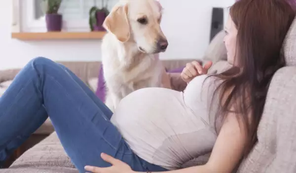 Как кучето разбира, че стопанката му е бременна?