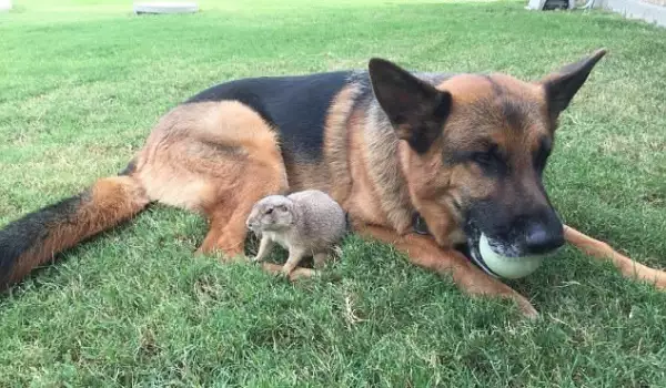 Немска овчарка и прерийно кученце са най-добри приятели