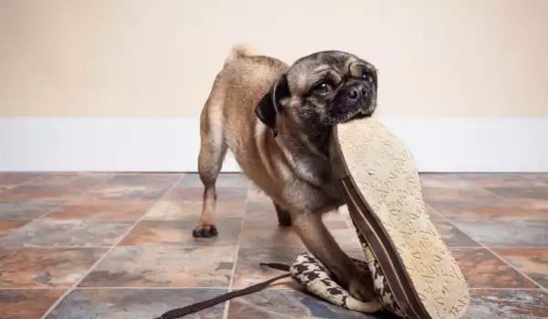 Как да отучим кучето да дъвче обувки