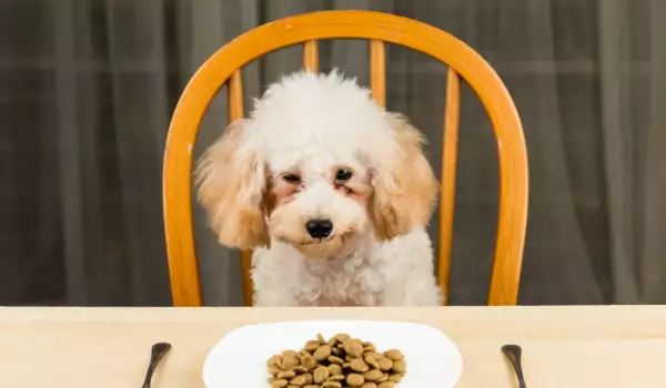 Безопастни ли са диетите на растителна основа за вашите кученца