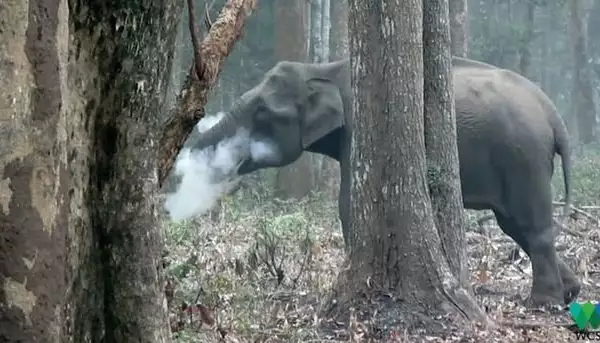 Пушещ слон