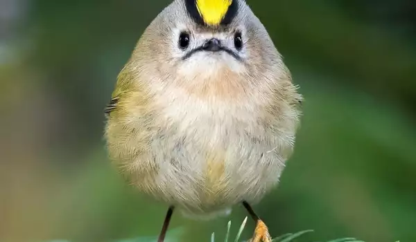 Как изглеждат истинските Angry Birds, вижте само тук!